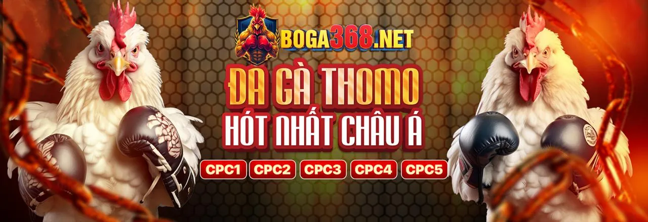 Sân đấu đá gà bi888 với các chiến kê dũng mãnh